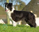 Border Collie 9B073D-07